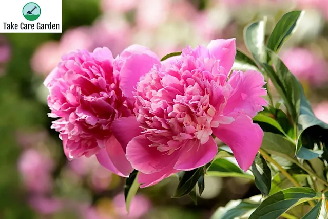 Peony Flower: Types, Colors, and Growing Tips