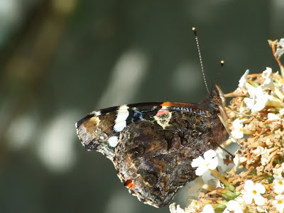 Underside of a Red Admiral