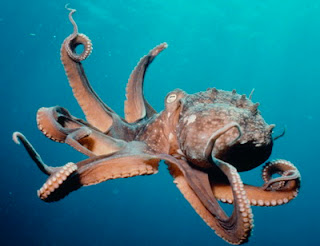 pulpo