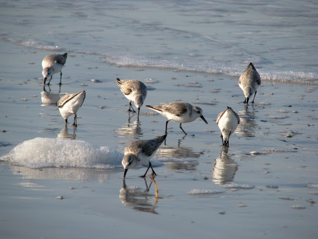 Florida Shore Birds Identification