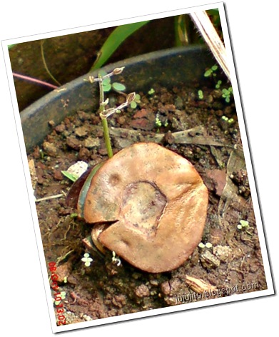 tunas jengkol 6