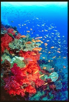 great_barrier_reef