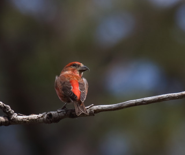 Red Crossbill