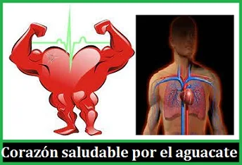 Fortalece el sistema cardiovascular