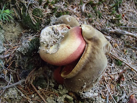 grzyby 2018, grzyby w maju, grzyby na Babiej Gorze, borowiki ceglastopore, borowik żółtopory, jeleniak sarni, grzybówka, rulik