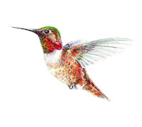 Picture Of Hummingbirds