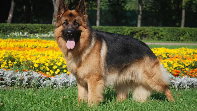 German Shepherd