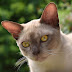 Mouth Pain Syndrome And Burmese Cats