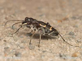 heath tiger beetle 1588 Serangga Yang Insting Membunuhnya Kuat