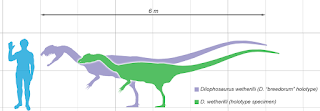 Dilophosaurus fosil örneklerinin boyut karşılaştırması