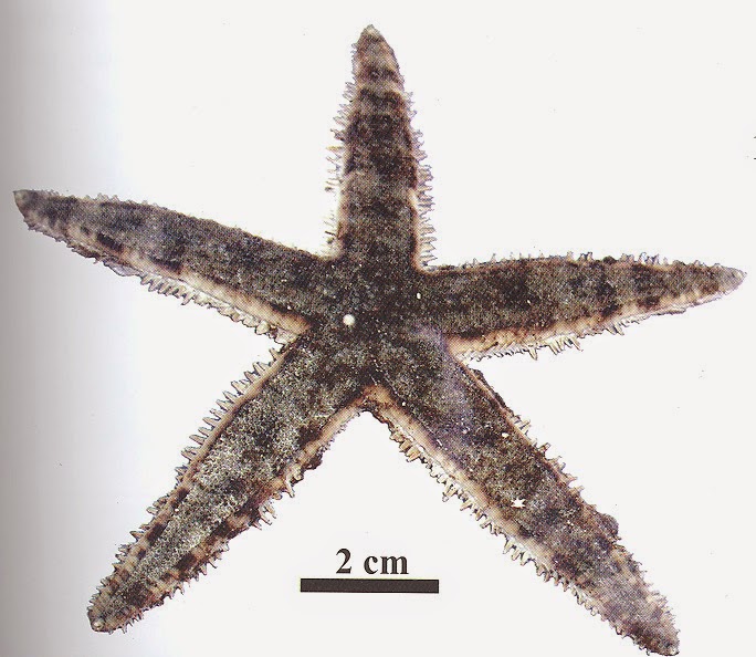 Taukah Anda Bintang Laut Archaster typicus Taukah Anda Bintang Laut Archaster typicus
