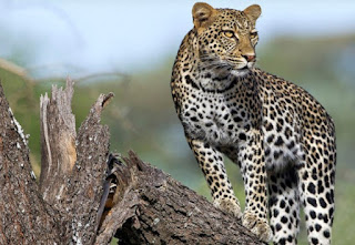 Wildlife Photo Tour in Kenya