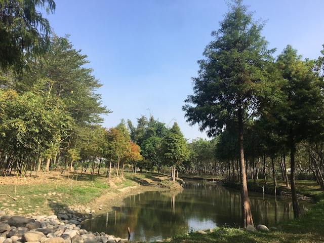 Bald Cypress forest at Yuliao Site in Chiayi, Taiwan