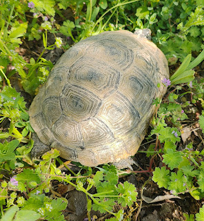 Here's a tortoise
