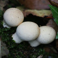 G2R Lycoperdon Mushroom Land Escape