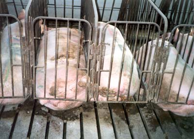Why gestation crates should be banned in the US ~ This ...