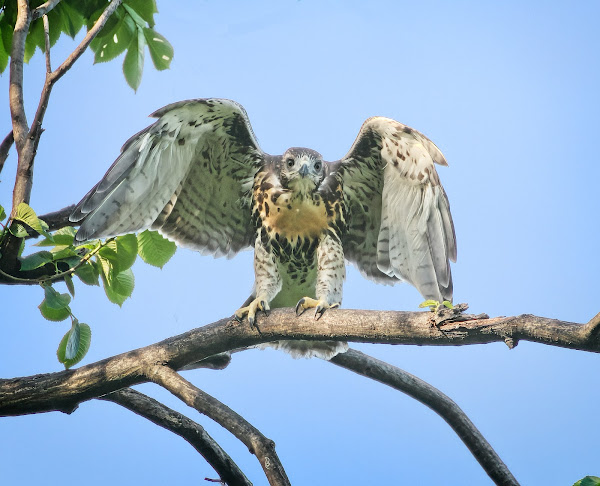 Tompkins red-tail fledgling #2