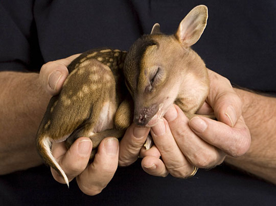 newborn fawn