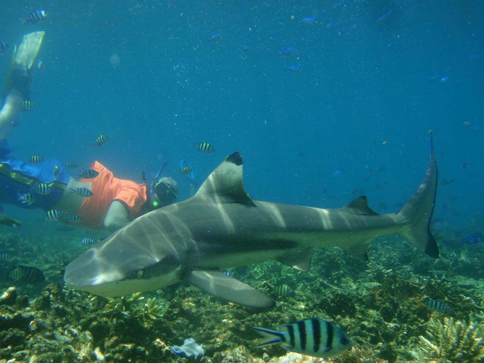 Johan och Sandras blogg!: Snorkeling and diving around ...