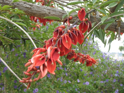 Erythrina crista-galli flower