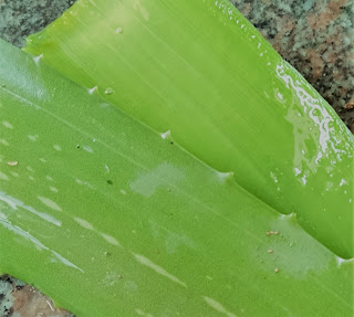 aloe vera for hair