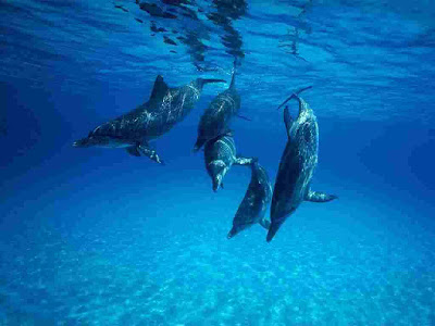 Dolphin Photos and Dolphin Pictures including Pictures of Dolphin taken in the Wild. Displaying images