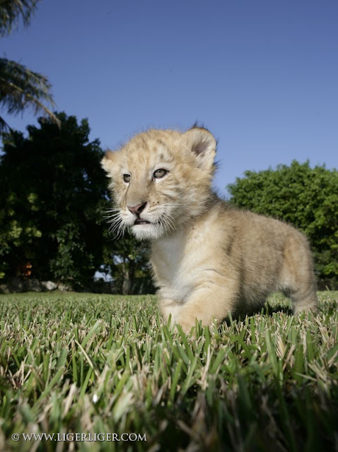 Liger