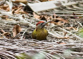 Laced Woodpecker - Pasir Ris, Singapore