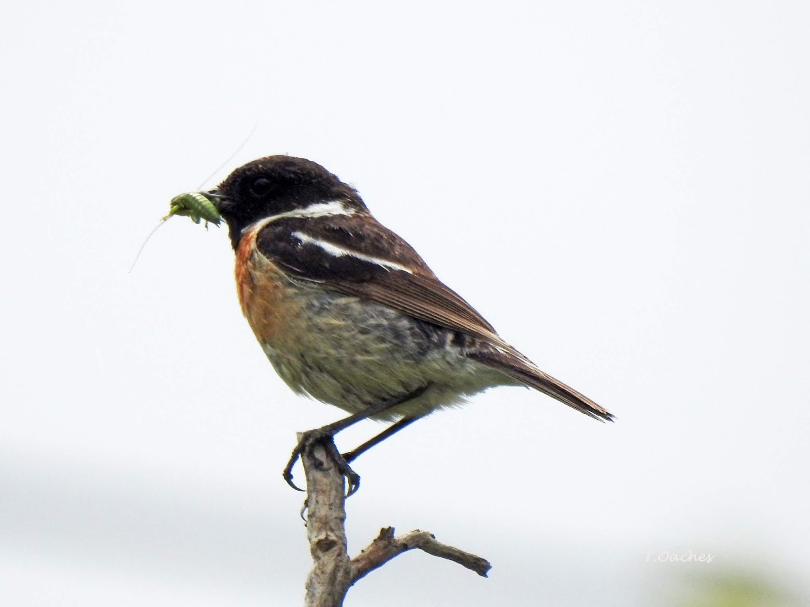 Pasari Din Romania Maracinar Negru Saxicola Rubicola