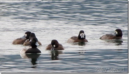 Lesser Scaup