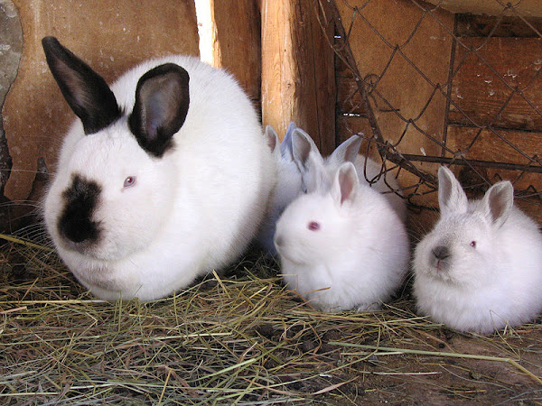 An Introduction to Raising Rabbits for Meat