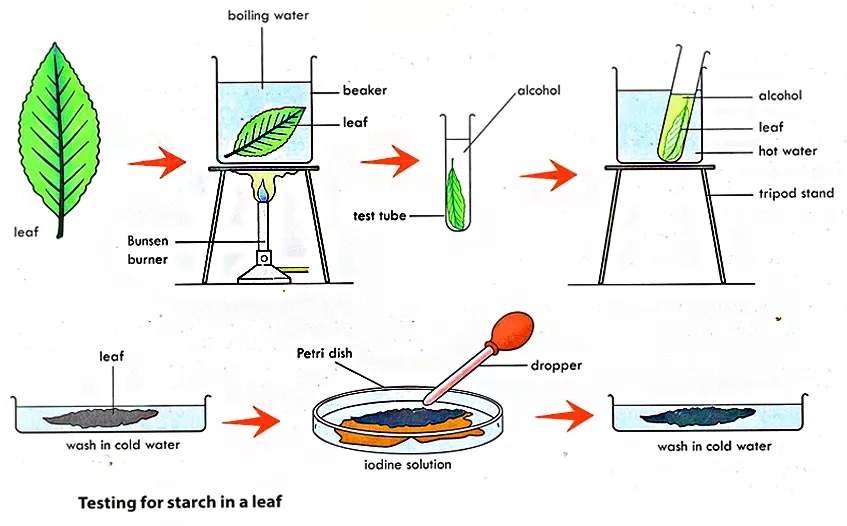 Experiment to test for starch in leaf