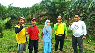 Tim Verifikasi Provinsi Riau Survei Lahan Milik Warga Desa Siabu, Penentuan Lolos Program Peremajaan Sawit Rakyat