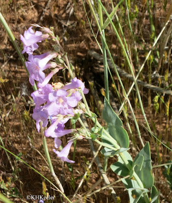 beardtongue, Penstemon unilateralis