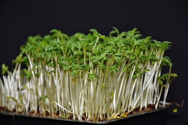 Garden Cress