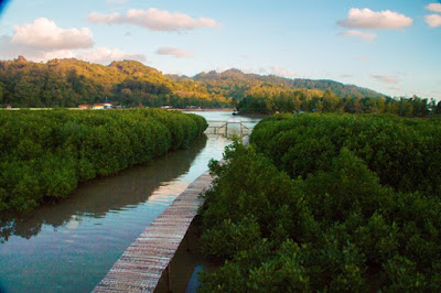 Menjelajahi Hutan Mangrove Kebumen