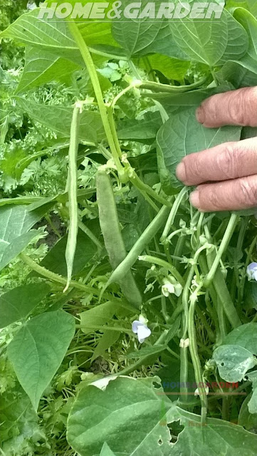 Keep your beans well watered in dry weather, especially once they begin to flower. Mulch around the base of the plants to keep the ground moist for longer.