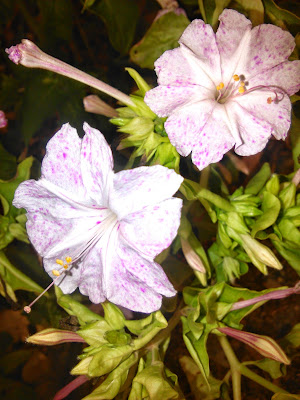 mirabilis jalapa