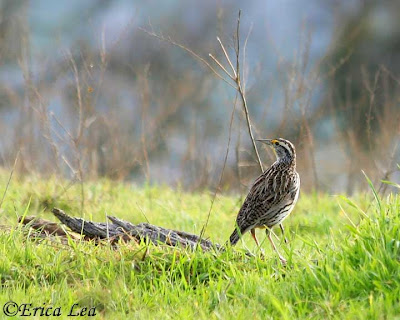 Western Meadowlark, bird