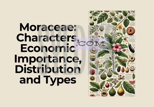 Moraceae: Characters, Economic Importance, Distribution and Types