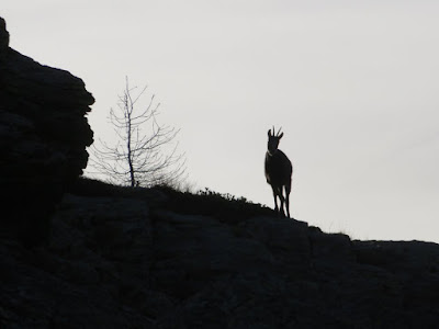 Un capriolo solitario