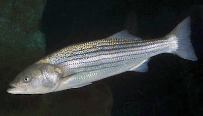 Ikan stripbass