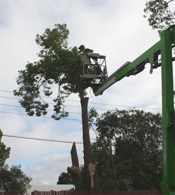 Tree Removal Adelaide