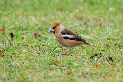 Appelvink - Kersebiter - Coccothraustes coccothraustes