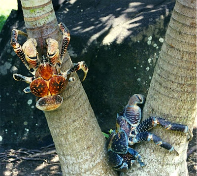 Ketam Kelapa