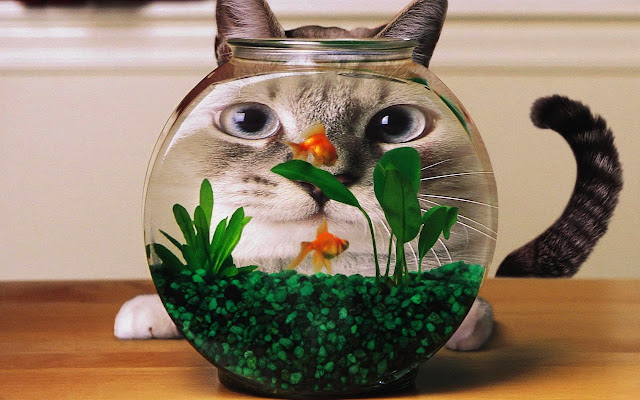 Cat Watching Goldfish in Aquarium Funny HD Wallpaper