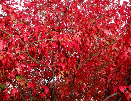 DSC00506