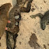 Deputada mostra animais mortos após queimada no Amazonas