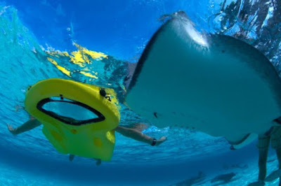 Reefboard Has Window Below, So No Need To Use Snorkel If You Want To View The Underwater World 