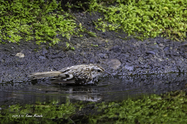 何とキバシリが水場にやってきました